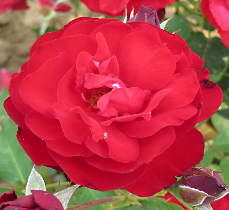 rosier lili-marleen